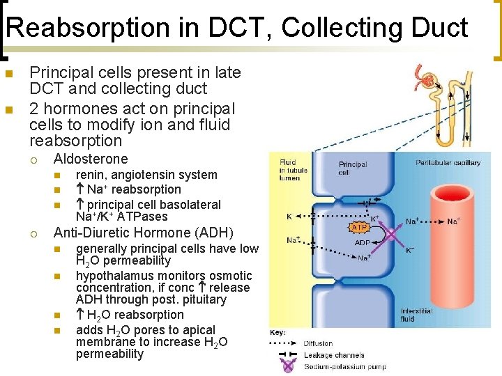Reabsorption in DCT, Collecting Duct n n Principal cells present in late DCT and