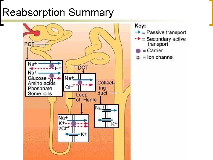 Reabsorption Summary 