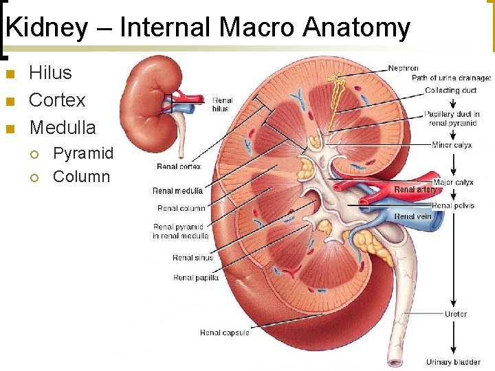 Kidney – Internal Macro Anatomy n n n Hilus Cortex Medulla ¡ ¡ Pyramid