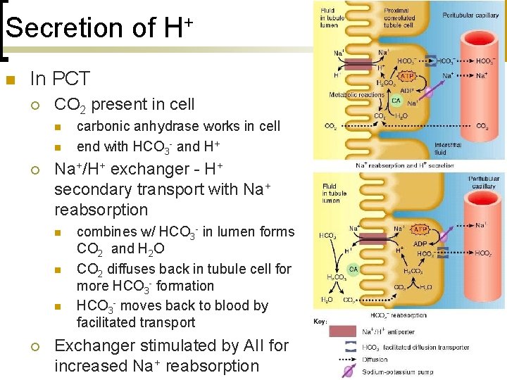 Secretion of H+ n In PCT ¡ CO 2 present in cell n n