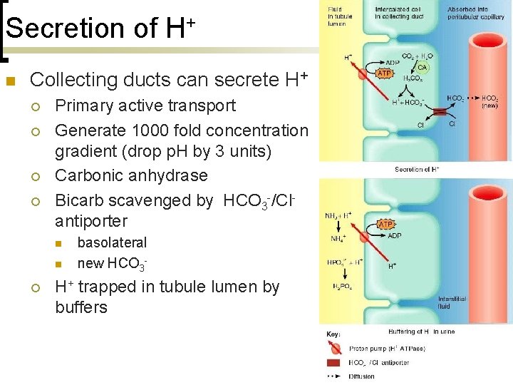 Secretion of H+ n Collecting ducts can secrete H+ ¡ ¡ Primary active transport