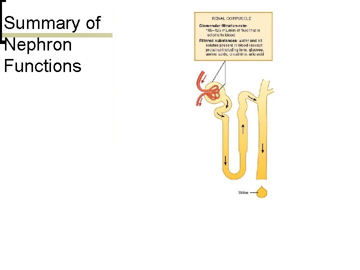 Summary of Nephron Functions 