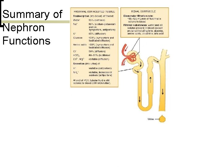 Summary of Nephron Functions 