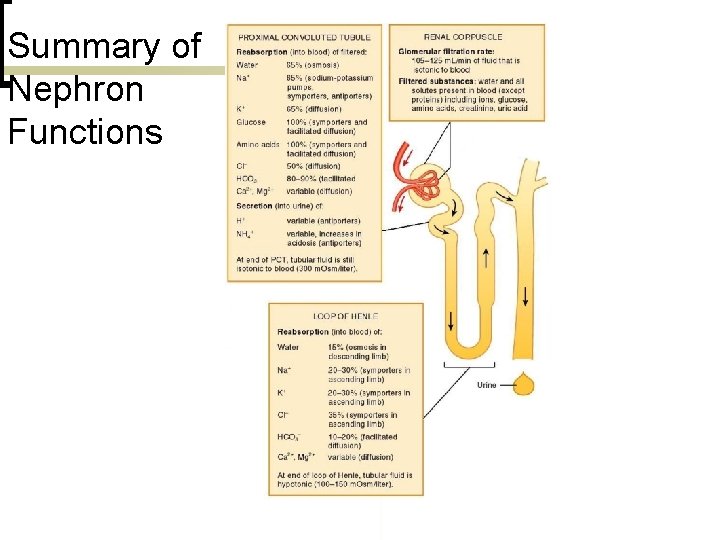 Summary of Nephron Functions 