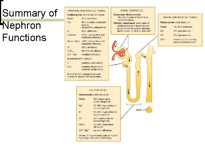 Summary of Nephron Functions 