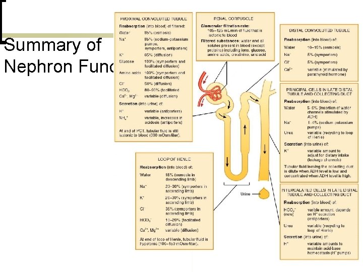 Summary of Nephron Functions 