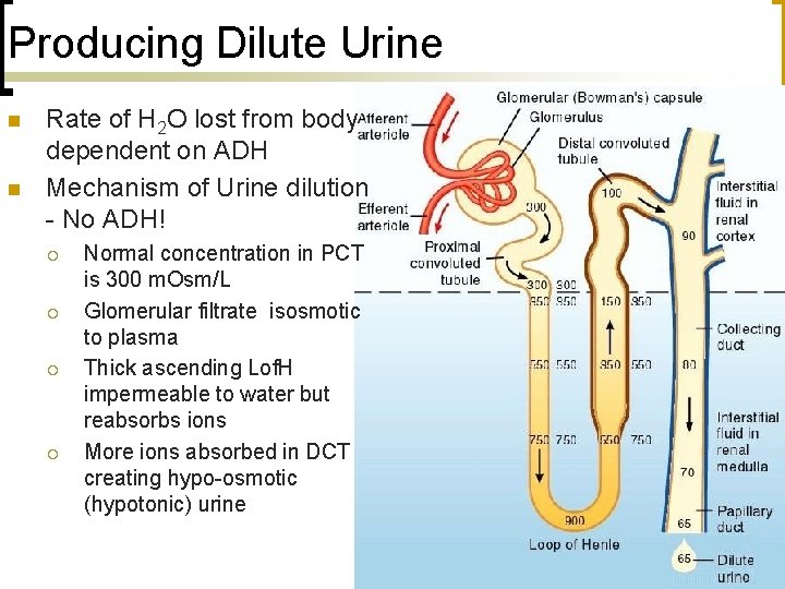 Producing Dilute Urine n n Rate of H 2 O lost from body dependent