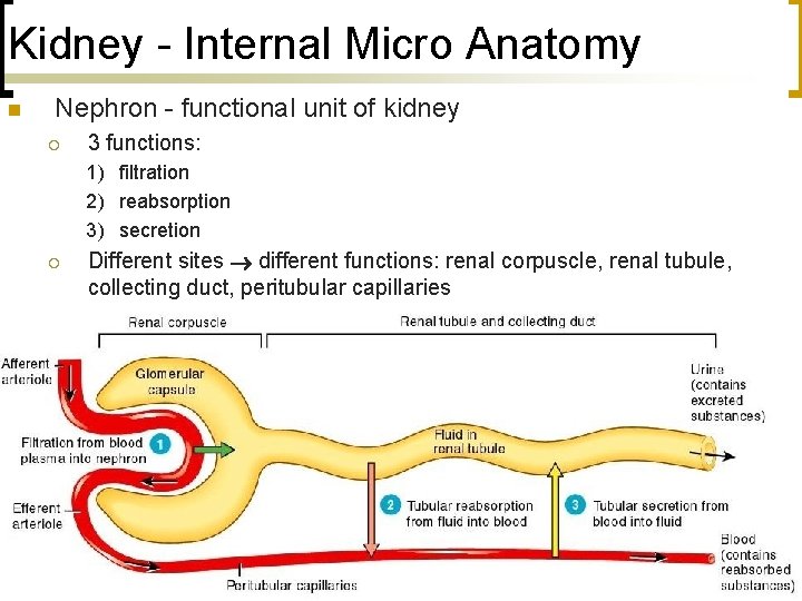 Kidney - Internal Micro Anatomy n Nephron - functional unit of kidney ¡ 3