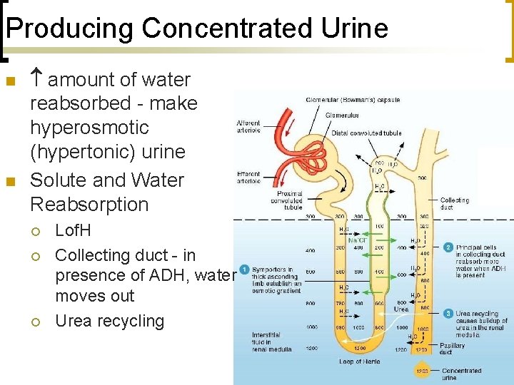 Producing Concentrated Urine n n amount of water reabsorbed - make hyperosmotic (hypertonic) urine