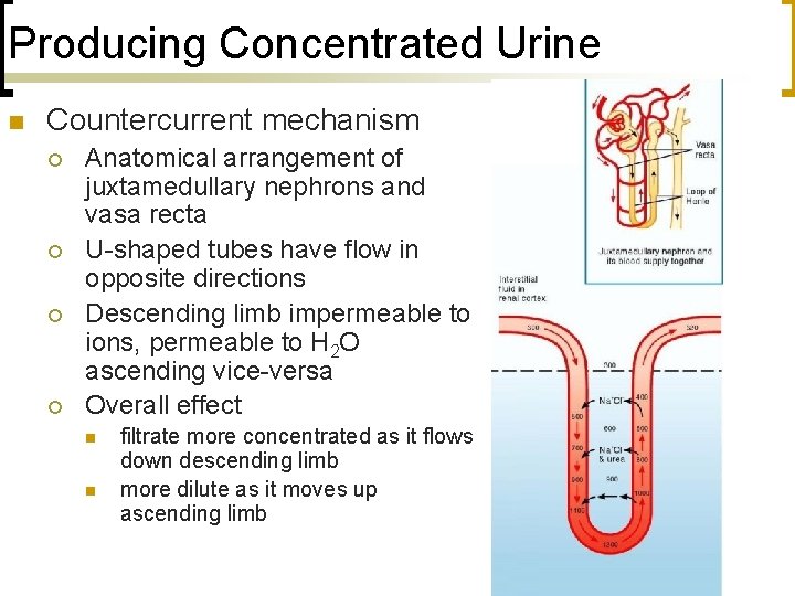 Producing Concentrated Urine n Countercurrent mechanism ¡ ¡ Anatomical arrangement of juxtamedullary nephrons and