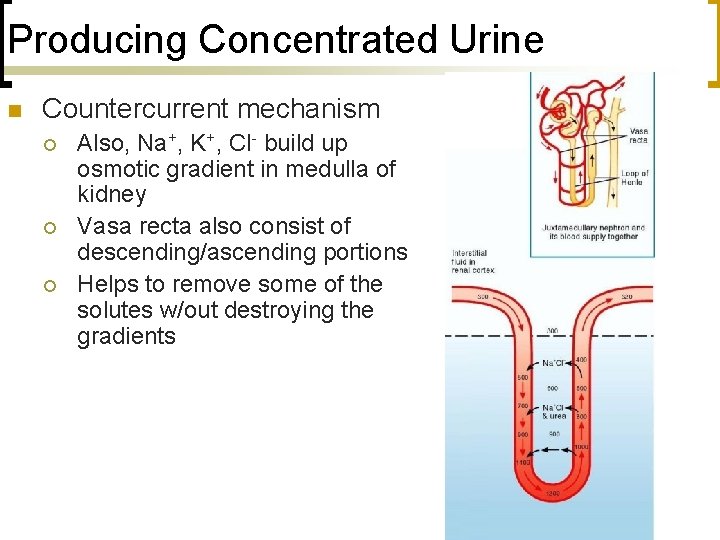 Producing Concentrated Urine n Countercurrent mechanism ¡ ¡ ¡ Also, Na+, K+, Cl- build