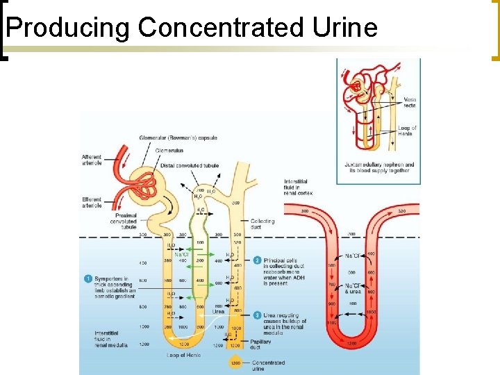 Producing Concentrated Urine 
