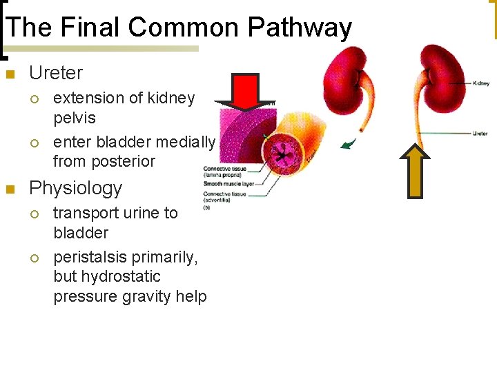 The Final Common Pathway n Ureter ¡ ¡ n extension of kidney pelvis enter