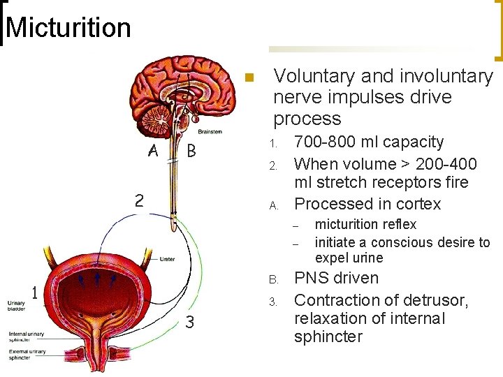 Micturition n A B 2 Voluntary and involuntary nerve impulses drive process 1. 2.