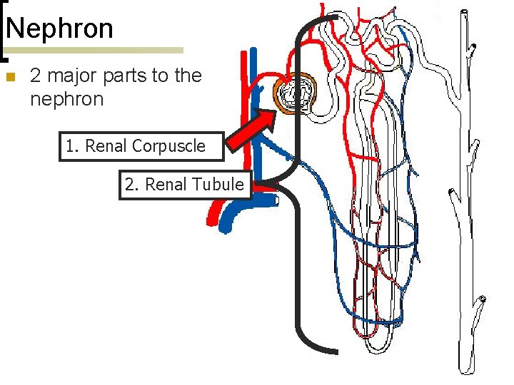 Nephron n 2 major parts to the nephron 1. Renal Corpuscle 2. Renal Tubule