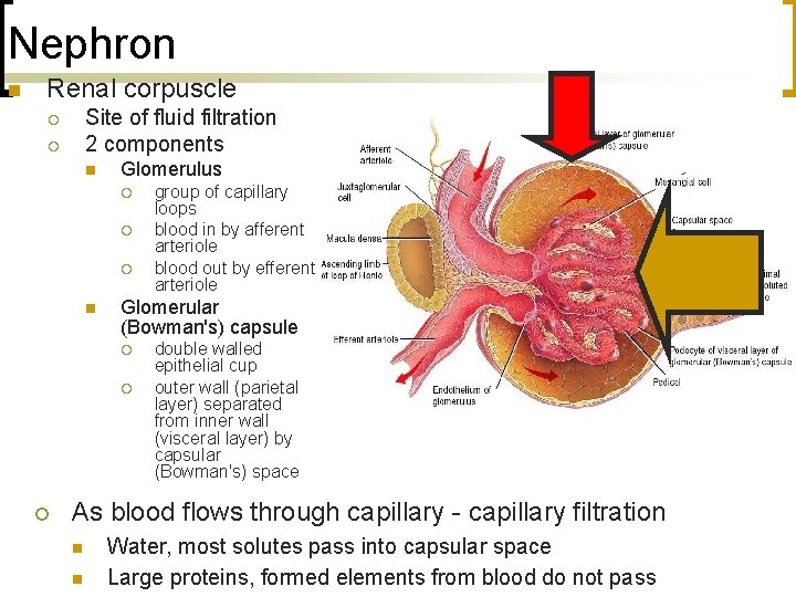 Nephron n Renal corpuscle Site of fluid filtration 2 components ¡ ¡ n Glomerulus