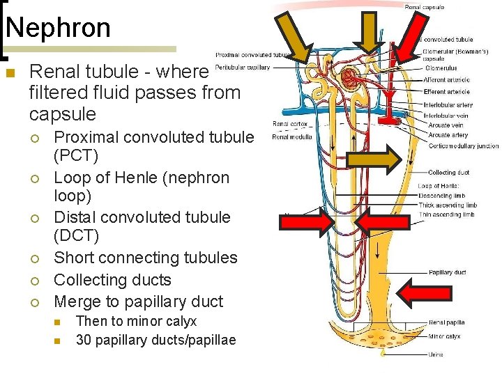 Nephron n Renal tubule - where filtered fluid passes from capsule ¡ ¡ ¡