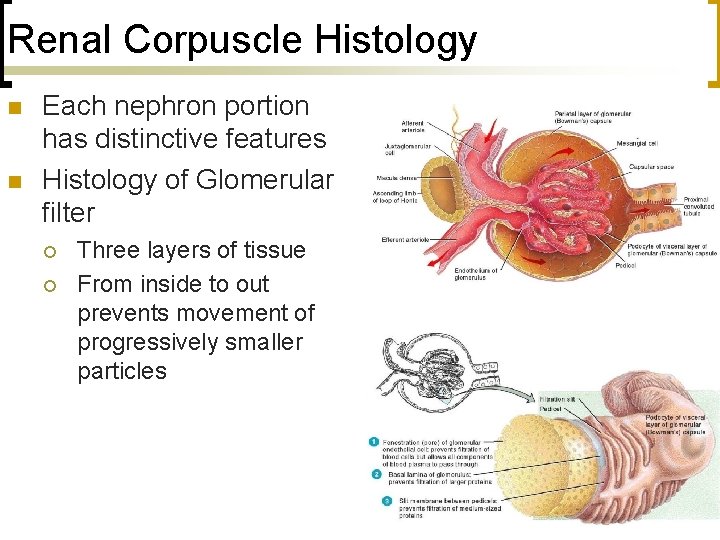 Renal Corpuscle Histology n n Each nephron portion has distinctive features Histology of Glomerular