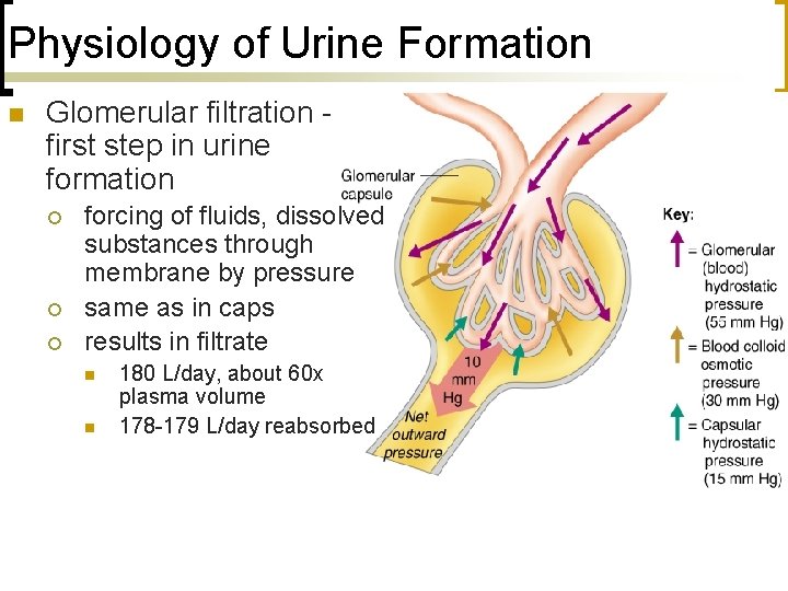 Physiology of Urine Formation n Glomerular filtration first step in urine formation ¡ ¡