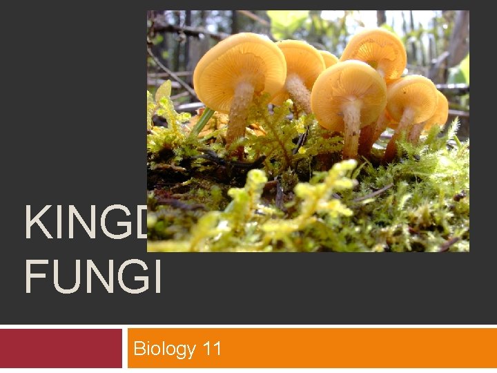 KINGDOM FUNGI Biology 11 