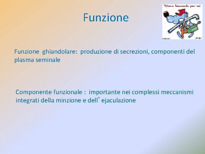 Funzione ghiandolare: ghiandolare produzione di secrezioni, componenti del plasma seminale Componente funzionale : importante