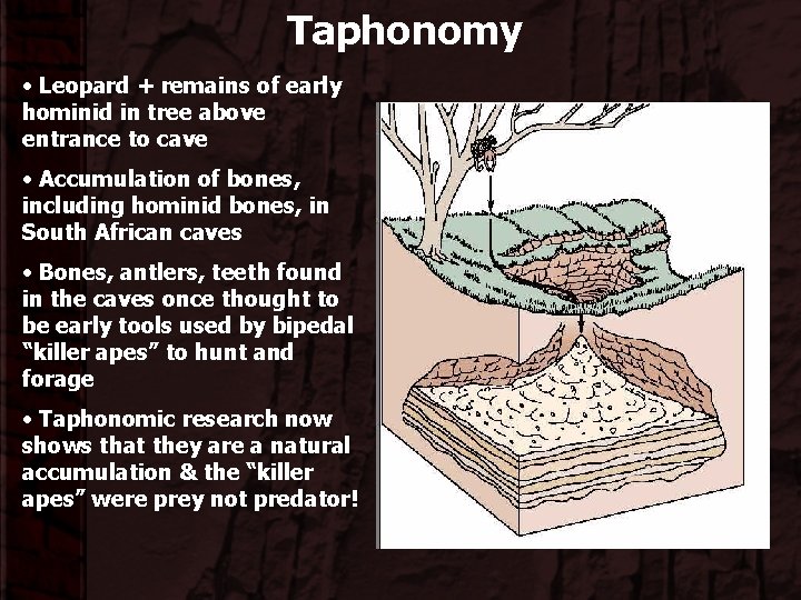 Taphonomy • Leopard + remains of early hominid in tree above entrance to cave