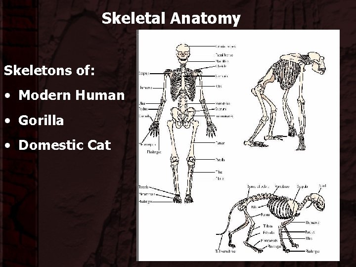 Skeletal Anatomy Skeletons of: • Modern Human • Gorilla • Domestic Cat 