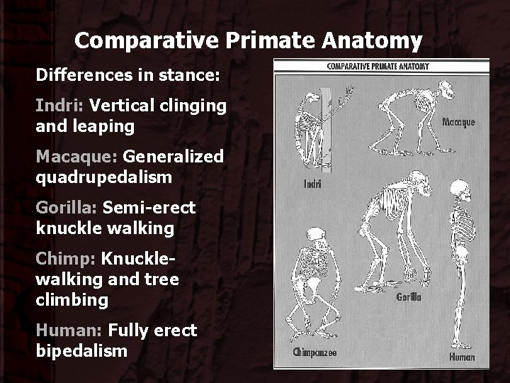 Comparative Primate Anatomy Differences in stance: Indri: Vertical clinging and leaping Macaque: Generalized quadrupedalism
