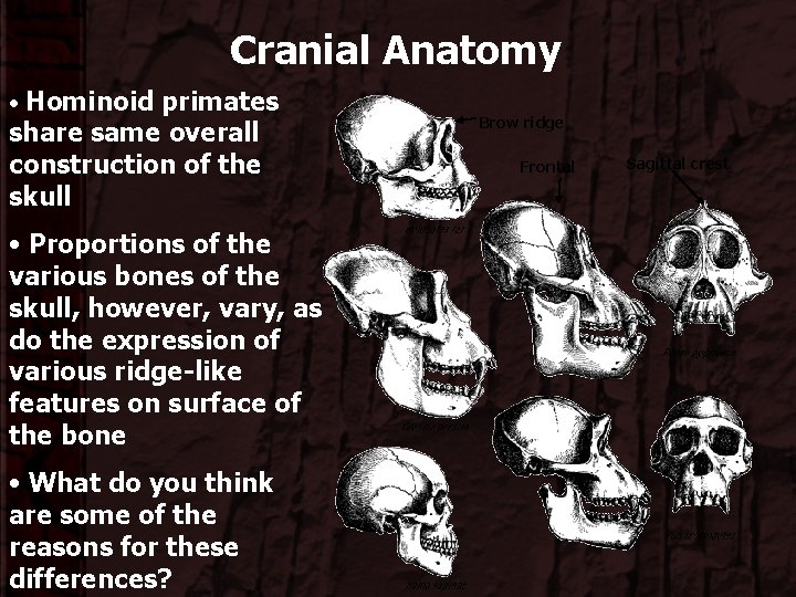 Cranial Anatomy • Hominoid primates share same overall construction of the skull • Proportions