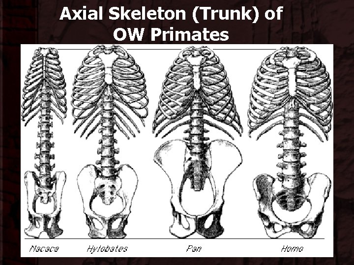 Axial Skeleton (Trunk) of OW Primates 
