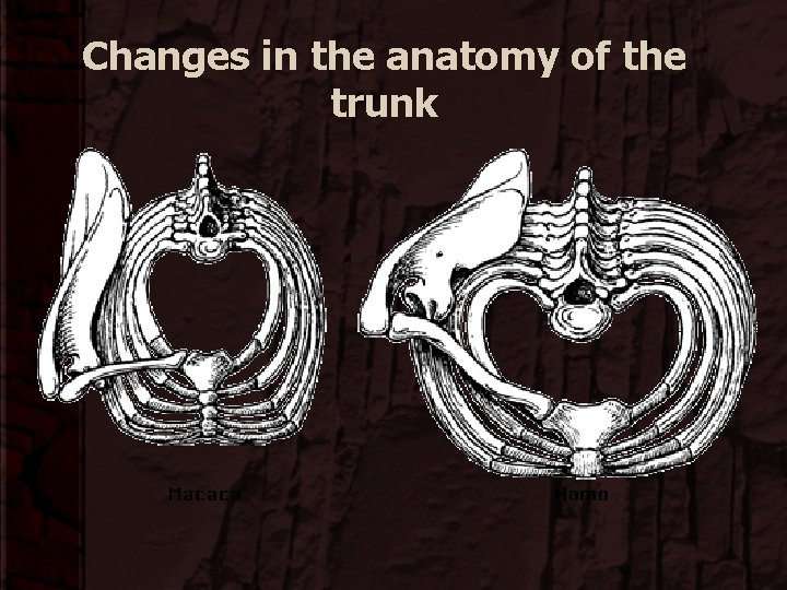 Changes in the anatomy of the trunk 