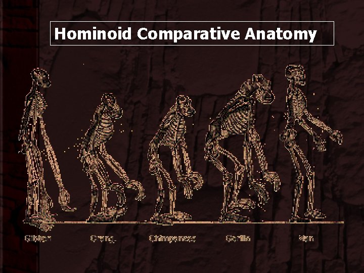 Hominoid Comparative Anatomy 