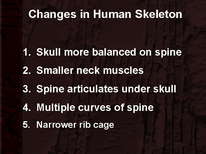 Changes in Human Skeleton 1. Skull more balanced on spine 2. Smaller neck muscles