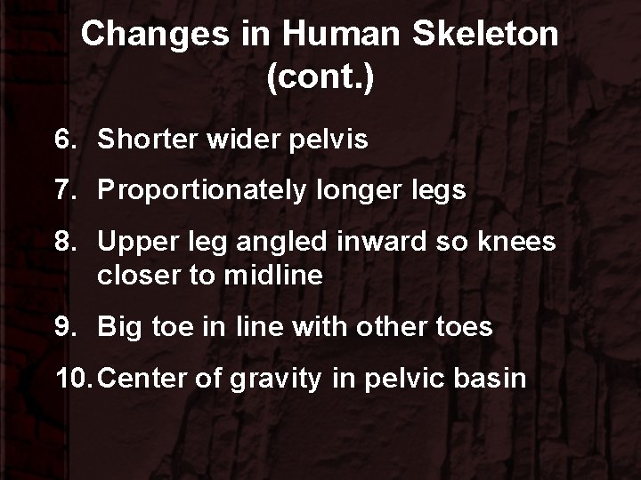 Changes in Human Skeleton (cont. ) 6. Shorter wider pelvis 7. Proportionately longer legs