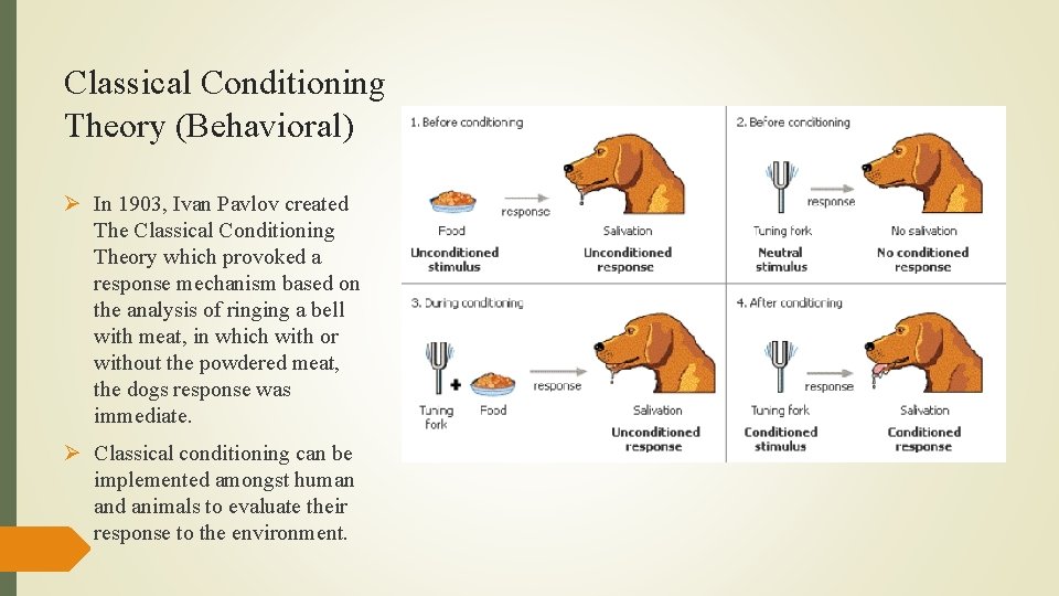 Classical Conditioning Theory (Behavioral) Ø In 1903, Ivan Pavlov created The Classical Conditioning Theory