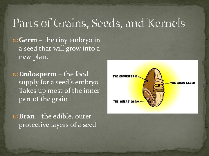 Parts of Grains, Seeds, and Kernels Germ – the tiny embryo in a seed