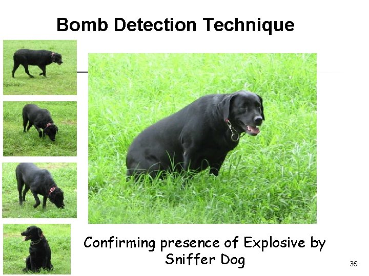 Bomb Detection Technique Confirming presence of Explosive by Sniffer Dog 36 