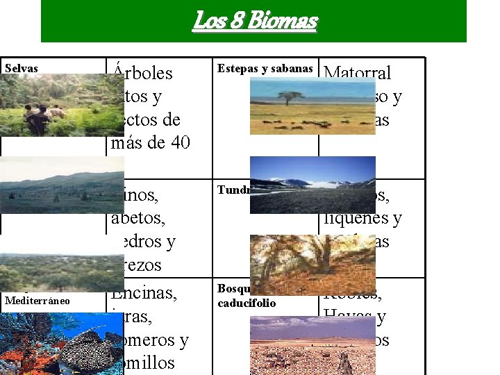 Los 8 Biomas Selvas ecuatoriales La Tundra Bosque Mediterráneo Árboles altos y rectos de