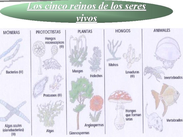 Los cinco reinos de los seres vivos 