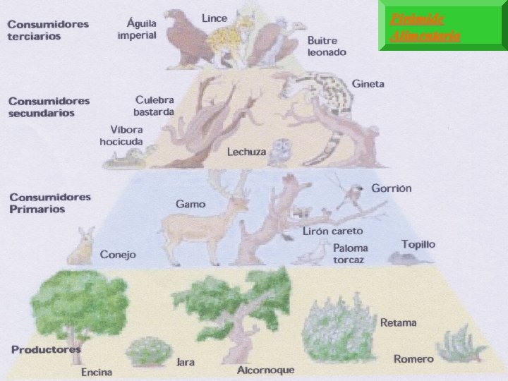 Pirámide Alimentaria 