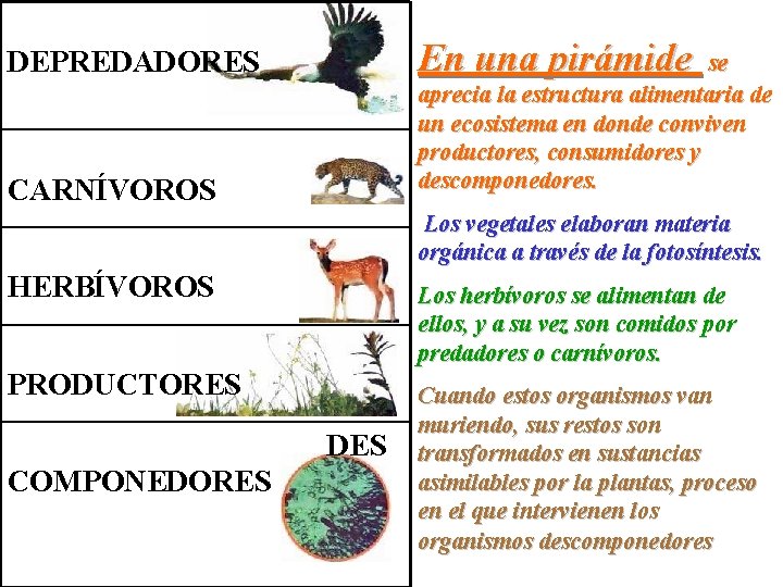  DEPREDADORES En una pirámide se aprecia la estructura alimentaria de un ecosistema en