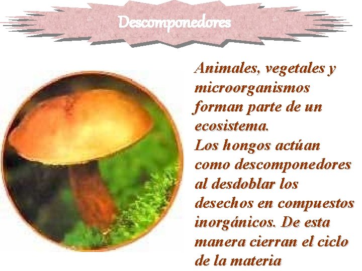 Descomponedores Animales, vegetales y microorganismos forman parte de un ecosistema. Los hongos actúan como