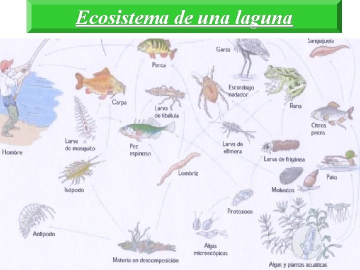 Ecosistema de una laguna 