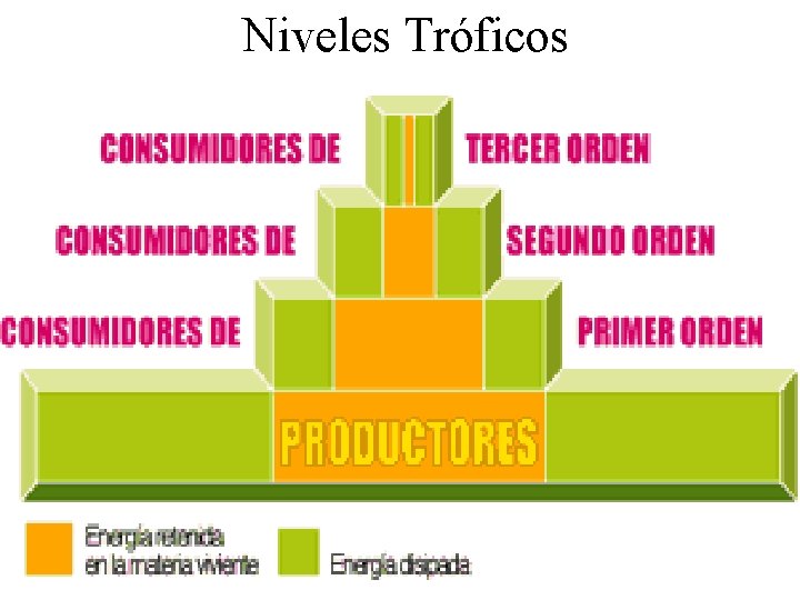 Niveles Tróficos 