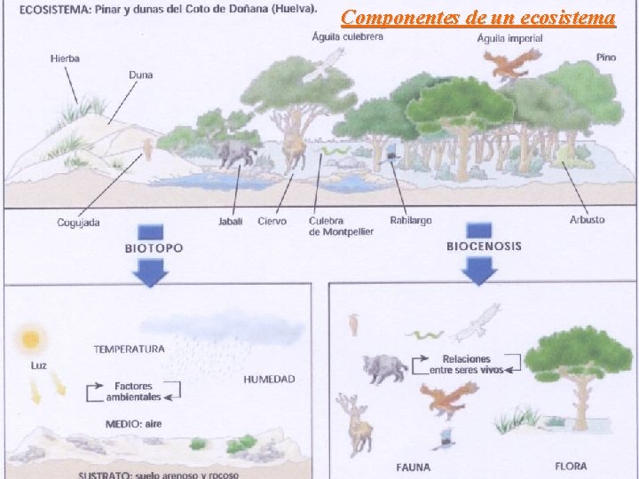 Componentes de un ecosistema 