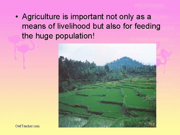  • Agriculture is important not only as a means of livelihood but also