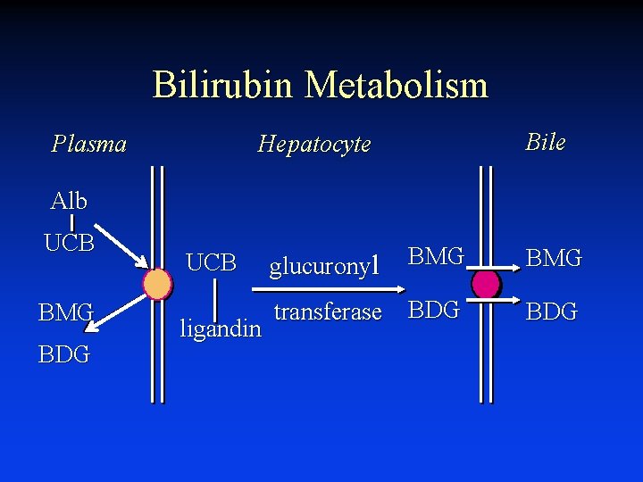 Bilirubin Metabolism Plasma Bile Hepatocyte Alb UCB BMG BDG UCB ligandin BMG transferase BDG