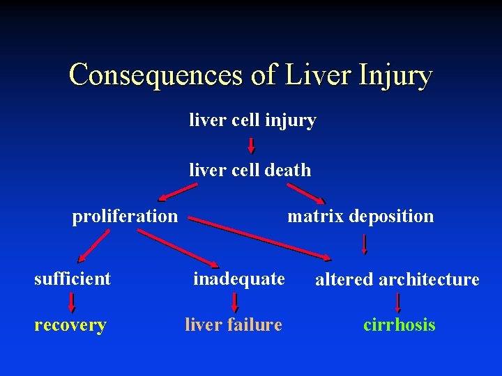 Consequences of Liver Injury liver cell injury liver cell death proliferation matrix deposition sufficient