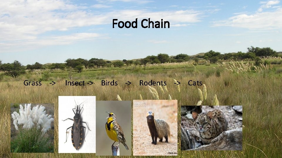 Food Chain Grass -> Insect -> Birds -> Rodents -> Cats Food Chain Grass -> Insect -> Birds -> Rodents -> Cats