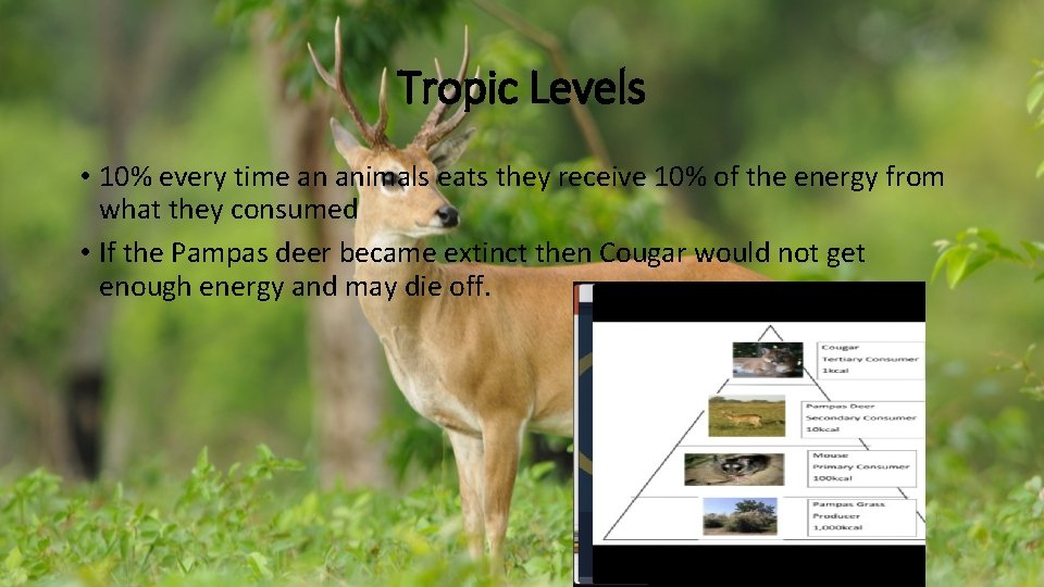 Tropic Levels • 10% every time an animals eats they receive 10% of the Tropic Levels • 10% every time an animals eats they receive 10% of the
